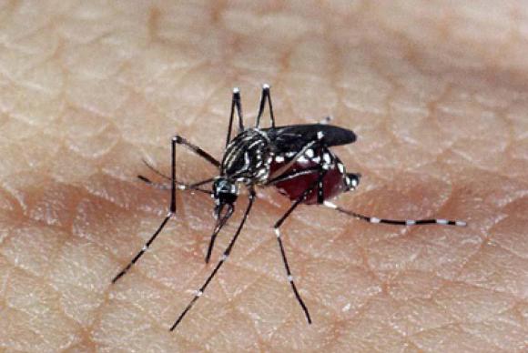 Saúde confirma 230 casos de microcefalia relacionada ao Zika