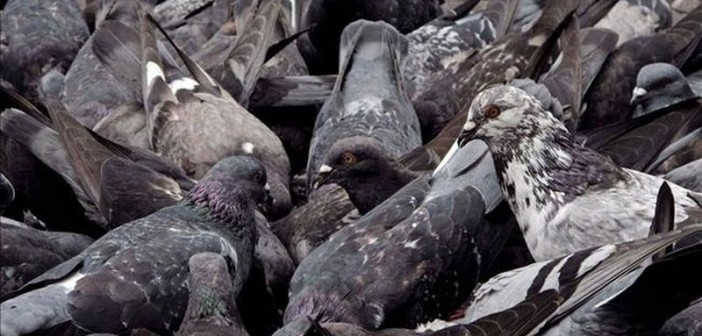Londrina (PR) sofre com superpopulação de pombos e não tem previsão para resolver impasse